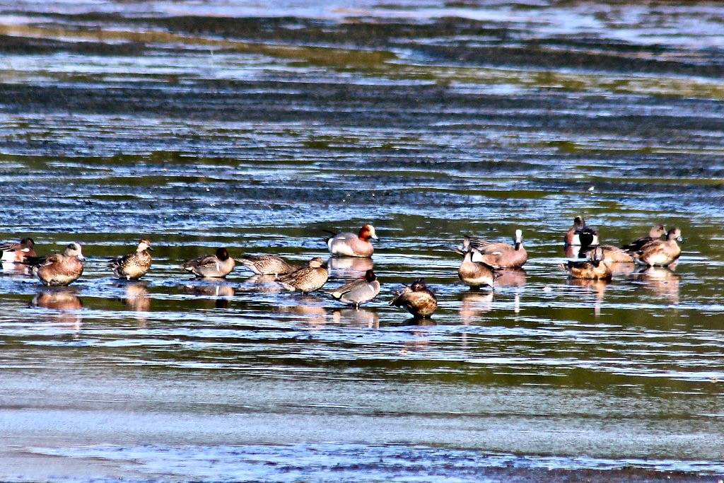 Mareca penelope Eurasian Wigeon (male) by David A. Hofmann is licensed under CC BY-NC-ND 2.0